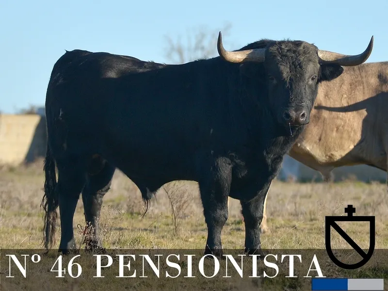 Foto 9 - Desvelada la imagen de los toros de los encierros y capeas nocturnas