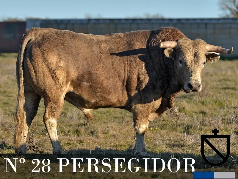 Foto 8 - Desvelada la imagen de los toros de los encierros y capeas nocturnas
