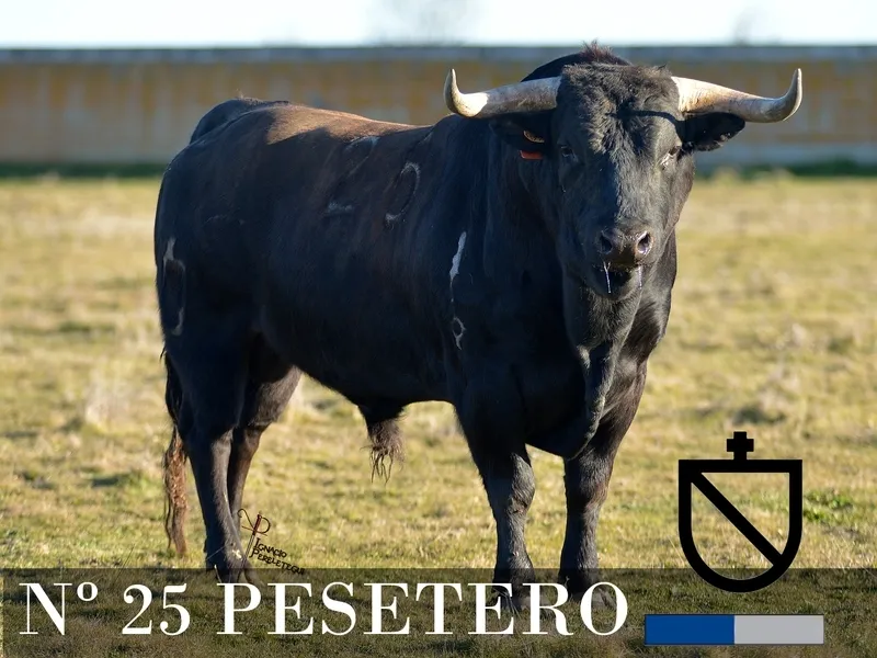 Foto 7 - Desvelada la imagen de los toros de los encierros y capeas nocturnas