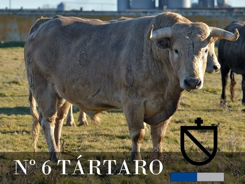 Foto 6 - Desvelada la imagen de los toros de los encierros y capeas nocturnas