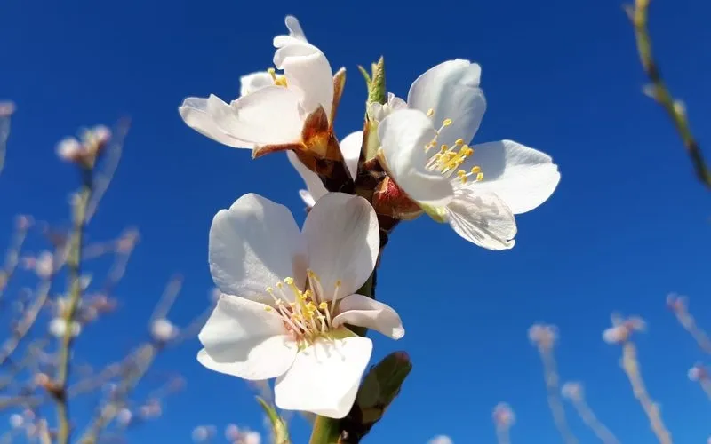 Flor de almendros en Lumbrales / María Ángeles Pérez 