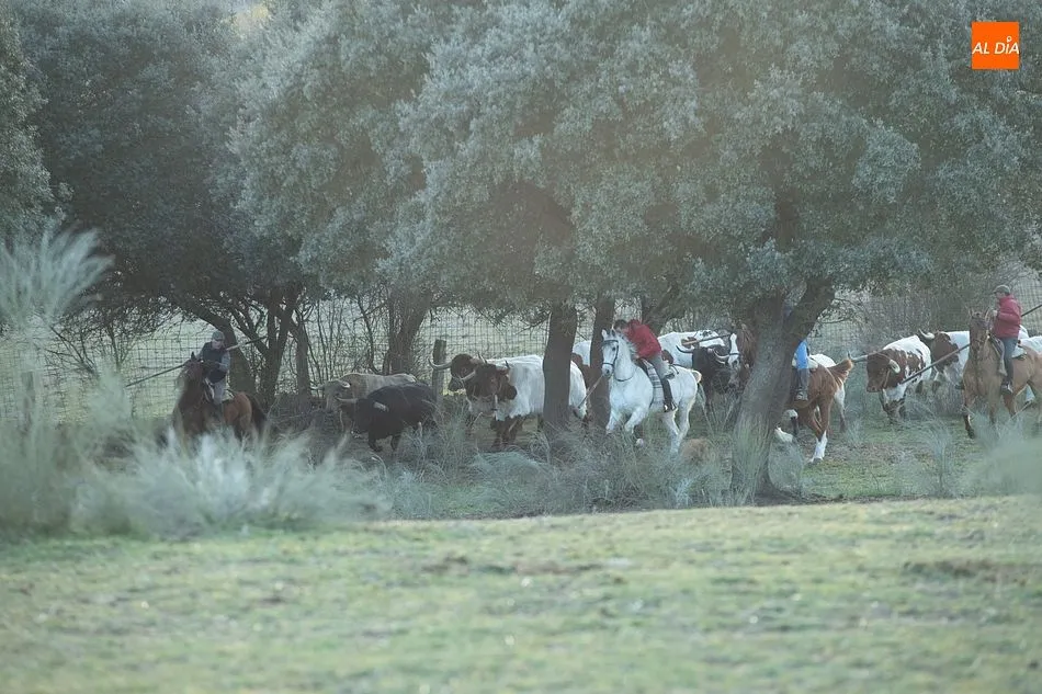 Momentos de trabajo de encabestrado para los toros del encierro a caballo- Foto: Adrián M. Pastor