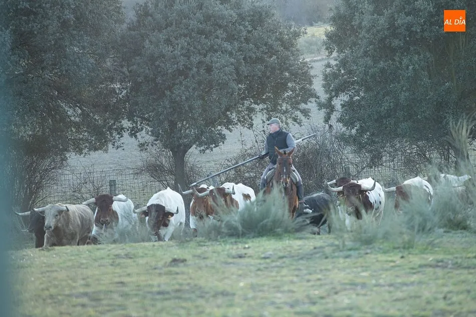 Momentos de trabajo de encabestrado para los toros del encierro a caballo- Foto: Adrián M. Pastor