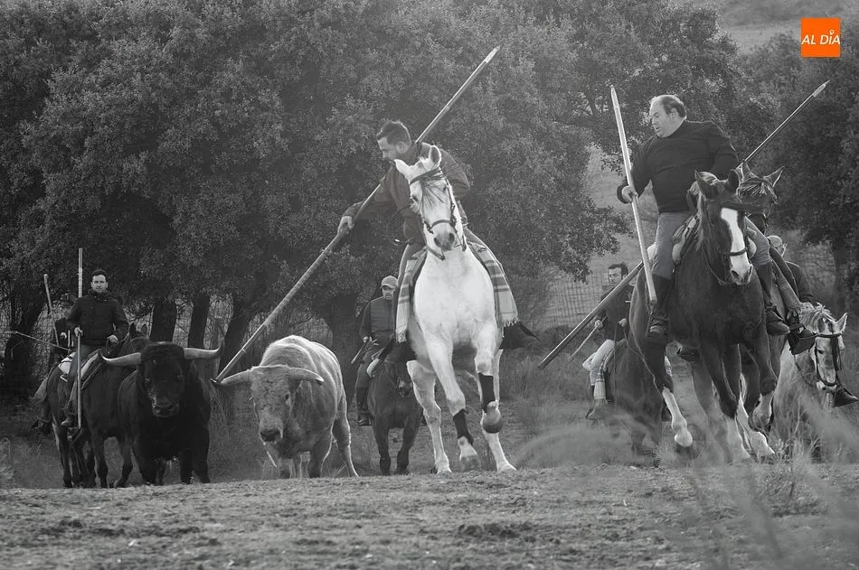 Momentos de trabajo de encabestrado para los toros del encierro a caballo- Foto: Adrián M. Pastor
