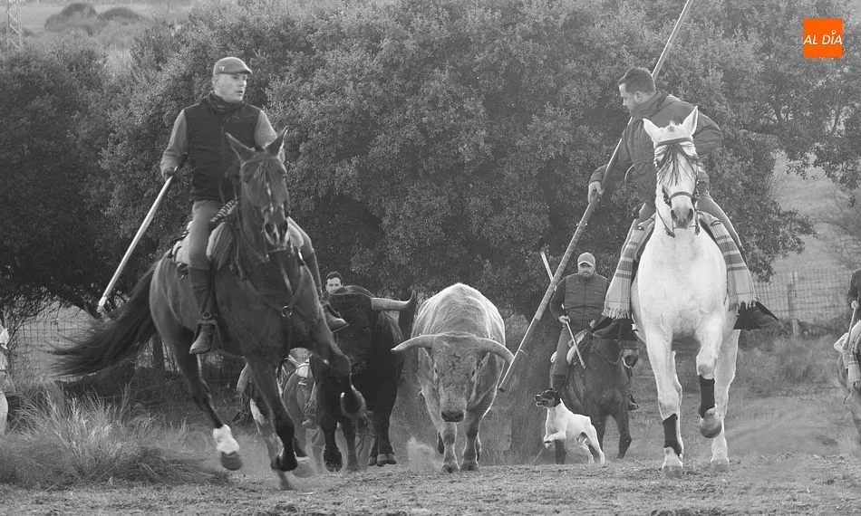 Momentos de trabajo de encabestrado para los toros del encierro a caballo- Foto: Adrián M. Pastor