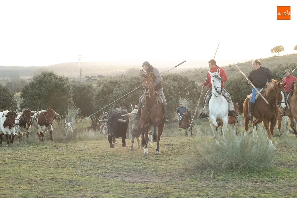 Momentos de trabajo de encabestrado para los toros del encierro a caballo- Foto: Adrián M. Pastor