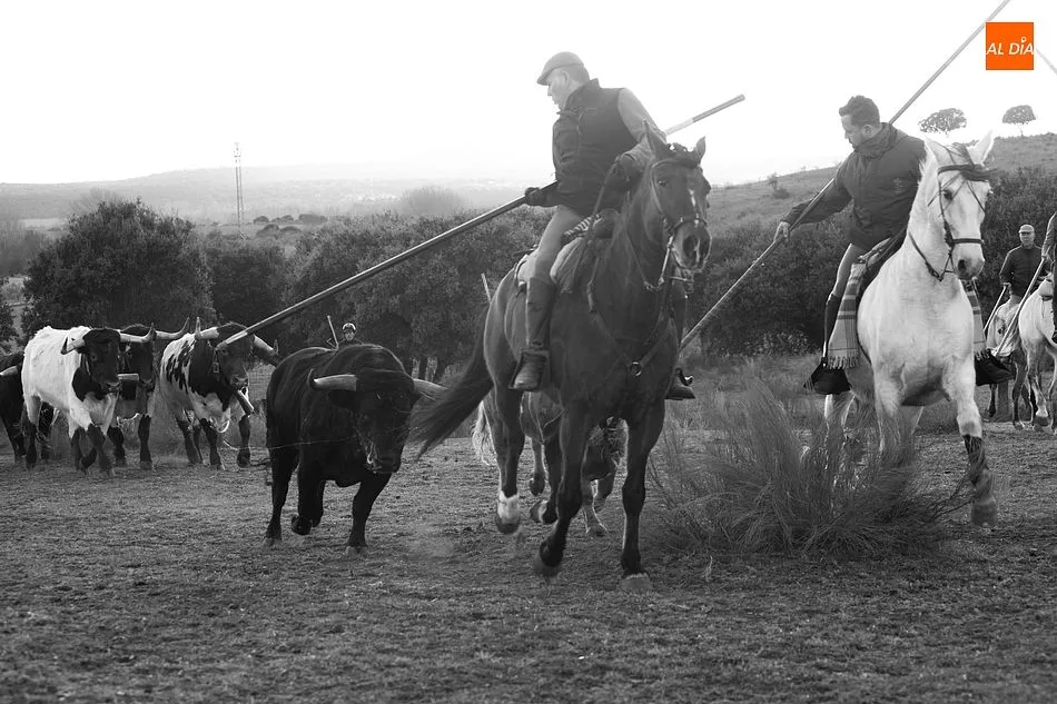 Momentos de trabajo de encabestrado para los toros del encierro a caballo- Foto: Adrián M. Pastor