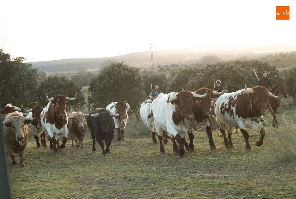 Momentos de trabajo de encabestrado para los toros del encierro a caballo- Foto: Adrián M. Pastor