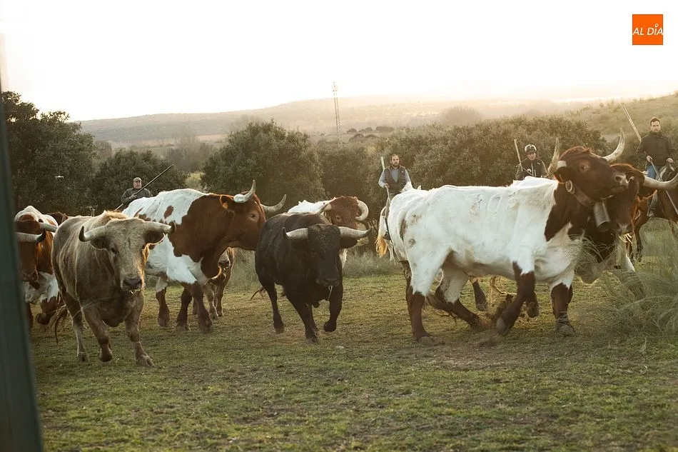 Momentos de trabajo de encabestrado para los toros del encierro a caballo- Foto: Adrián M. Pastor