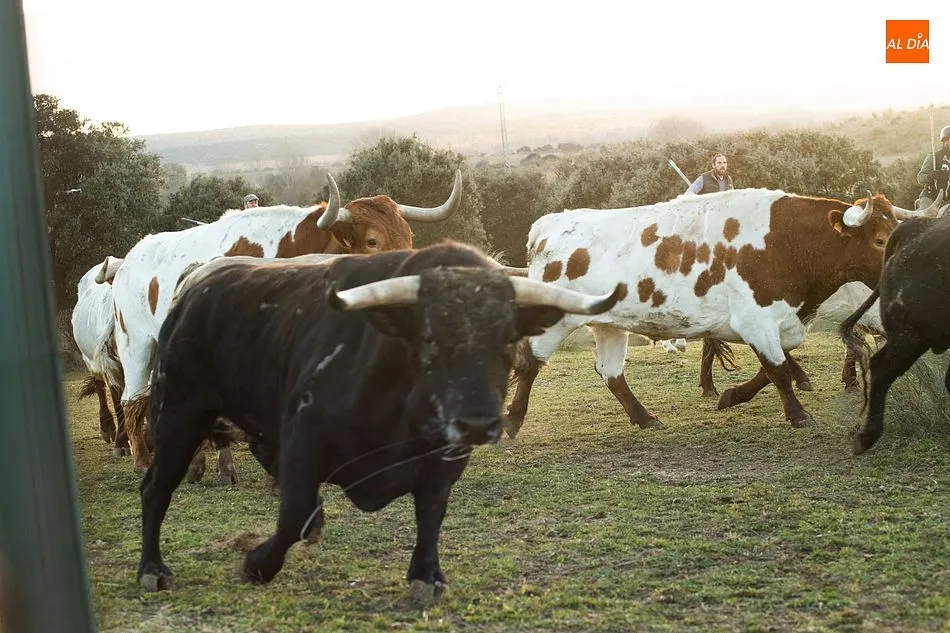 Momentos de trabajo de encabestrado para los toros del encierro a caballo- Foto: Adrián M. Pastor