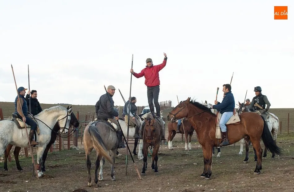 Momentos de trabajo de encabestrado para los toros del encierro a caballo- Foto: Adrián M. Pastor