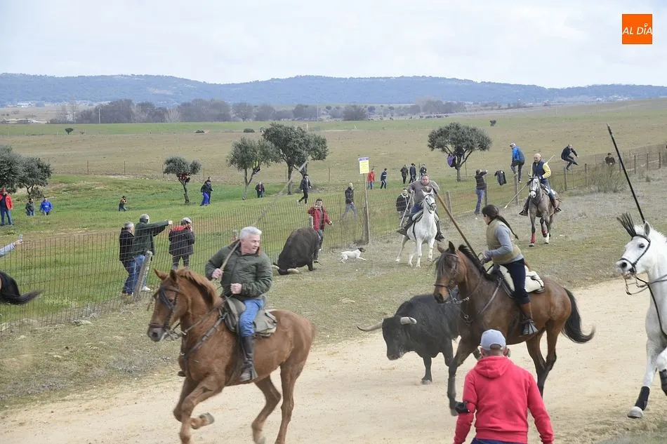 Foto 11 - Cinco toros y ning&uacute;n buey alcanzan la Plaza Mayor en un complicado encierro a caballo