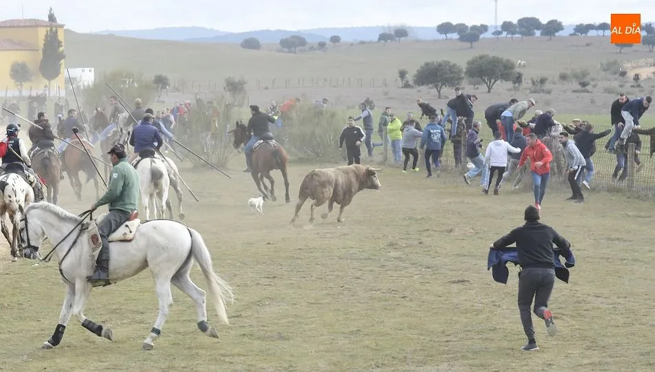 Foto 5 - Cinco toros y ning&uacute;n buey alcanzan la Plaza Mayor en un complicado encierro a caballo