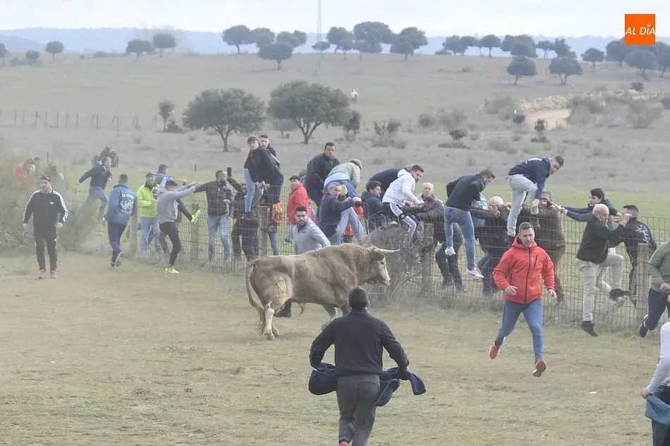 Foto 4 - Cinco toros y ning&uacute;n buey alcanzan la Plaza Mayor en un complicado encierro a caballo
