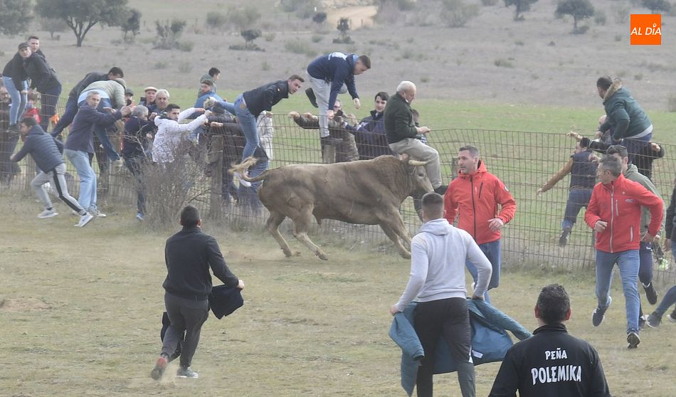 Foto 3 - Cinco toros y ningún buey alcanzan la Plaza Mayor en un complicado encierro a caballo
