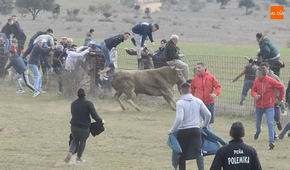 Foto 3 - Cinco toros y ning&uacute;n buey alcanzan la Plaza Mayor en un complicado encierro a caballo