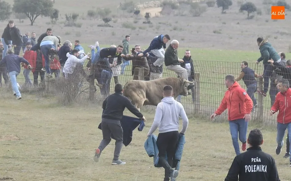 Foto 2 - Cinco toros y ning&uacute;n buey alcanzan la Plaza Mayor en un complicado encierro a caballo