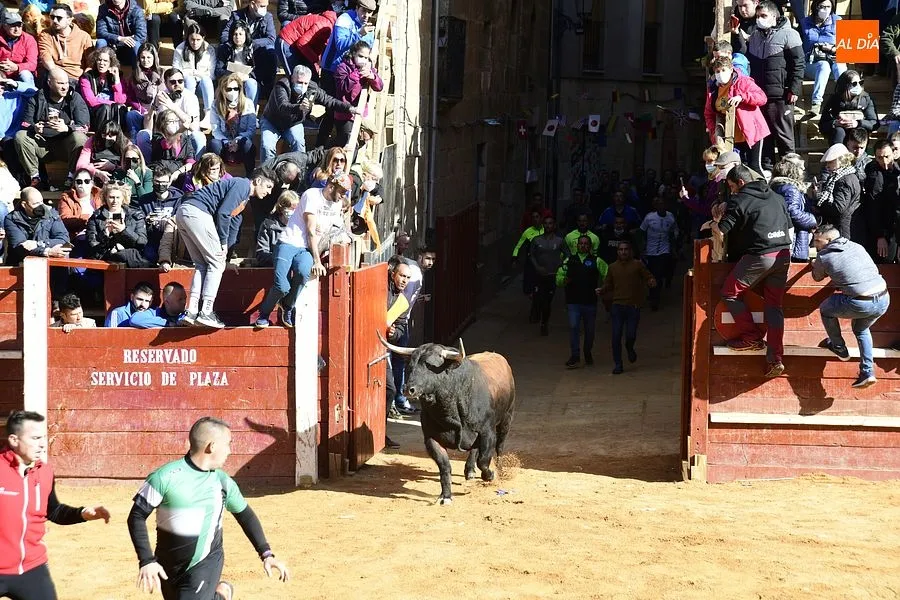 Foto 6 - Los astados de los Hermanos S&aacute;nchez Herrero protagonizan un intenso encierro