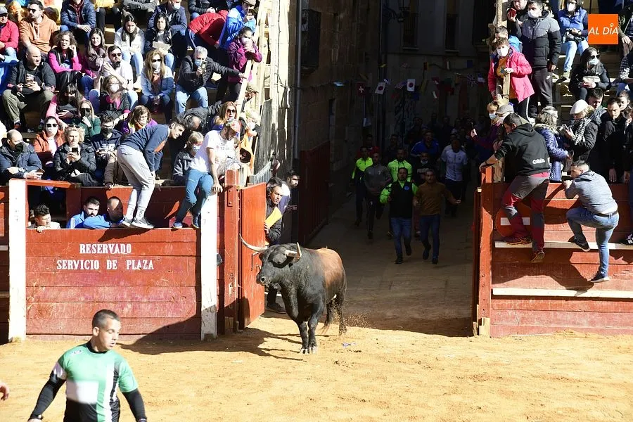 Foto 5 - Los astados de los Hermanos S&aacute;nchez Herrero protagonizan un intenso encierro