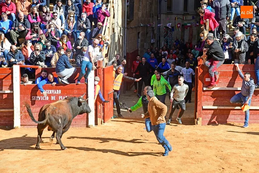 Foto 4 - Los astados de los Hermanos S&aacute;nchez Herrero protagonizan un intenso encierro