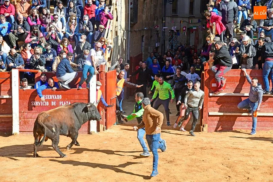 Foto 3 - Los astados de los Hermanos S&aacute;nchez Herrero protagonizan un intenso encierro