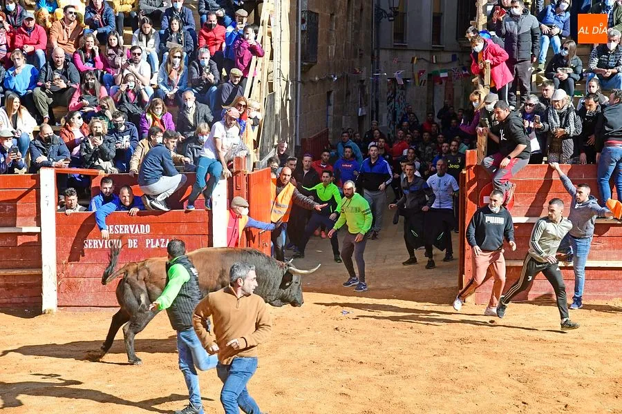 Foto 2 - Los astados de los Hermanos S&aacute;nchez Herrero protagonizan un intenso encierro