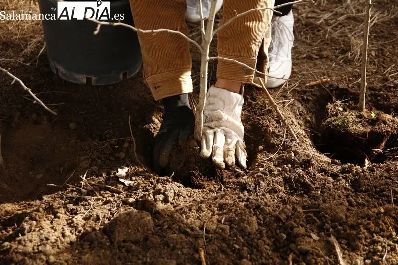 Plantación de diversas especies vegetales en lo que será el 'Aula Ecológica' de la USAL