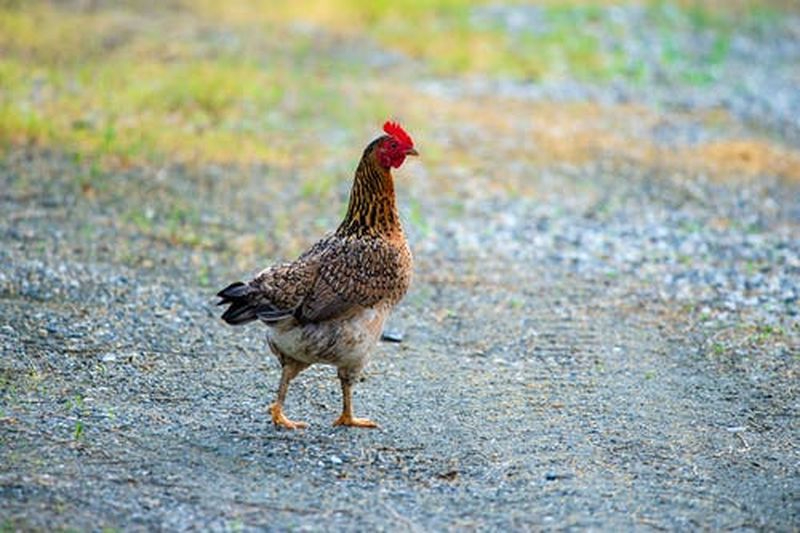 Declarado un nuevo foco de gripe aviar en especies domésticas en Valladolid