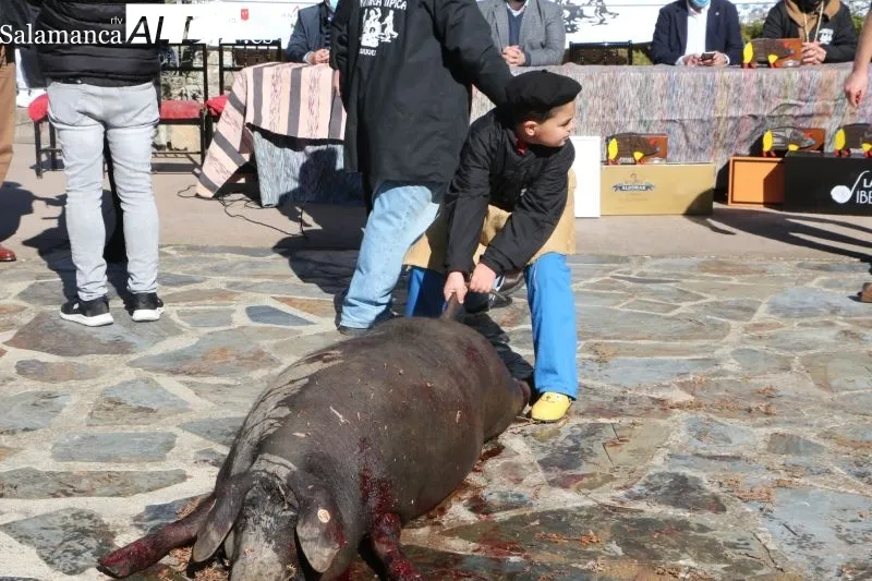 Soleada matanza institucional en Guijuelo para comenzar las jornadas de sacrificio - Fotos: Kiko Robles