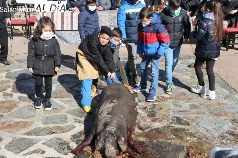 Soleada matanza institucional en Guijuelo para comenzar las jornadas de sacrificio - Fotos: Kiko Robles