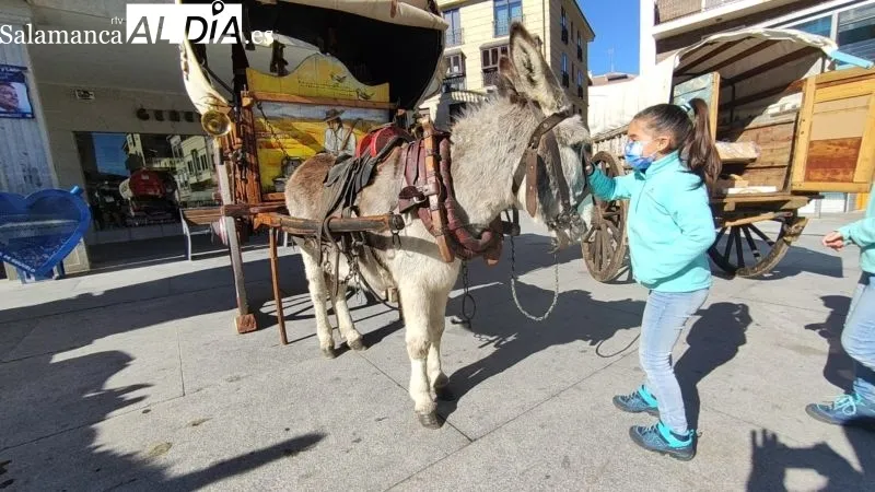 Fiesta del Mondongo de Guijuelo - Kiko Robles