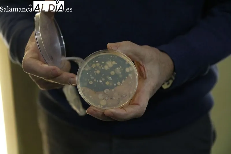 Presentación de este proyecto científico en el Instituto de Biología Funcional y Genómica. Foto de David Sañudo