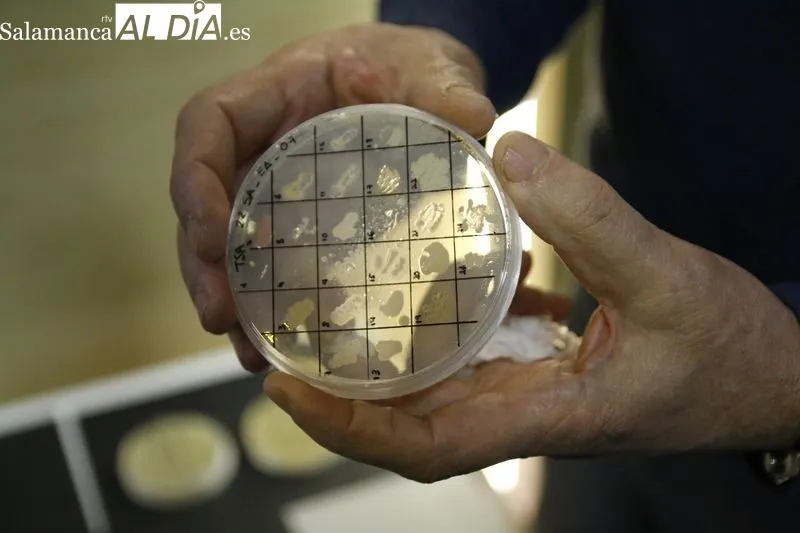 Presentación de este proyecto científico en el Instituto de Biología Funcional y Genómica. Foto de David Sañudo