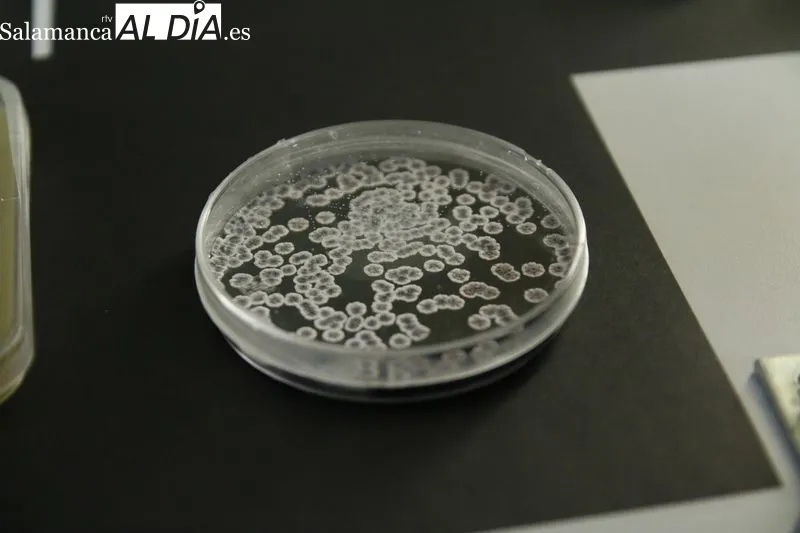 Presentación de este proyecto científico en el Instituto de Biología Funcional y Genómica. Foto de David Sañudo