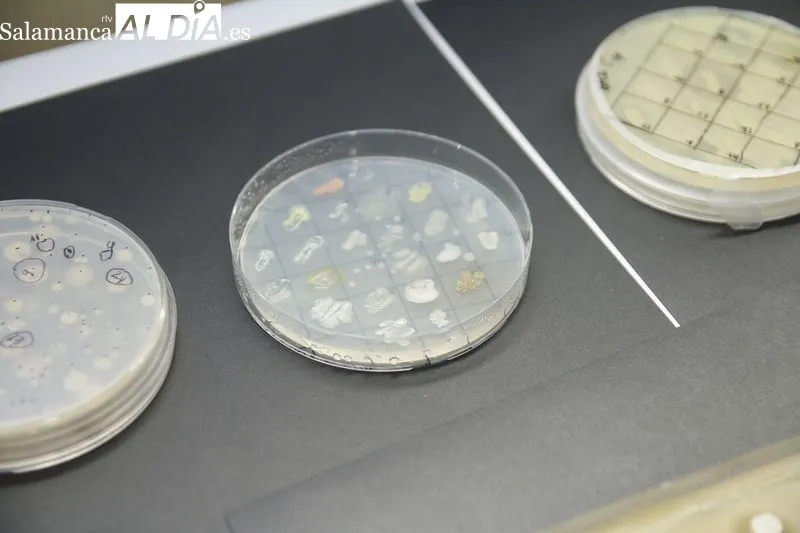 Presentación de este proyecto científico en el Instituto de Biología Funcional y Genómica. Foto de David Sañudo