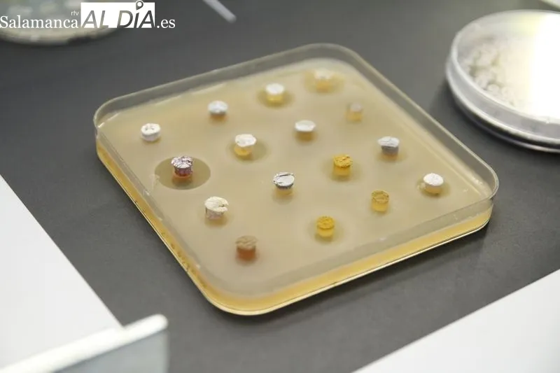 Presentación de este proyecto científico en el Instituto de Biología Funcional y Genómica. Foto de David Sañudo