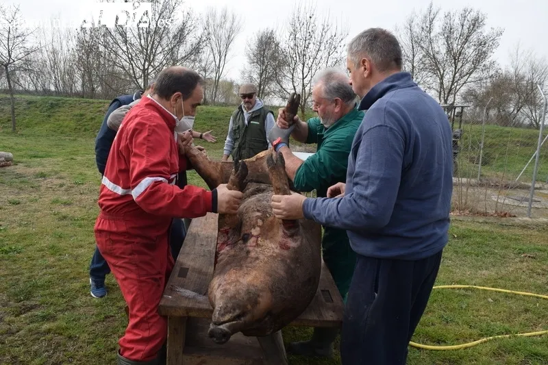 Foto 9 - La Fiesta de la Matanza Tradicional llega hasta Pe&ntilde;arandilla