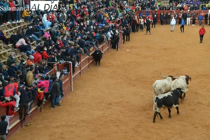 Foto 10 - El Toro del Aguardiente realiza varias idas y venidas tras salir del Registro 20 a&ntilde;os despu&eacute;s