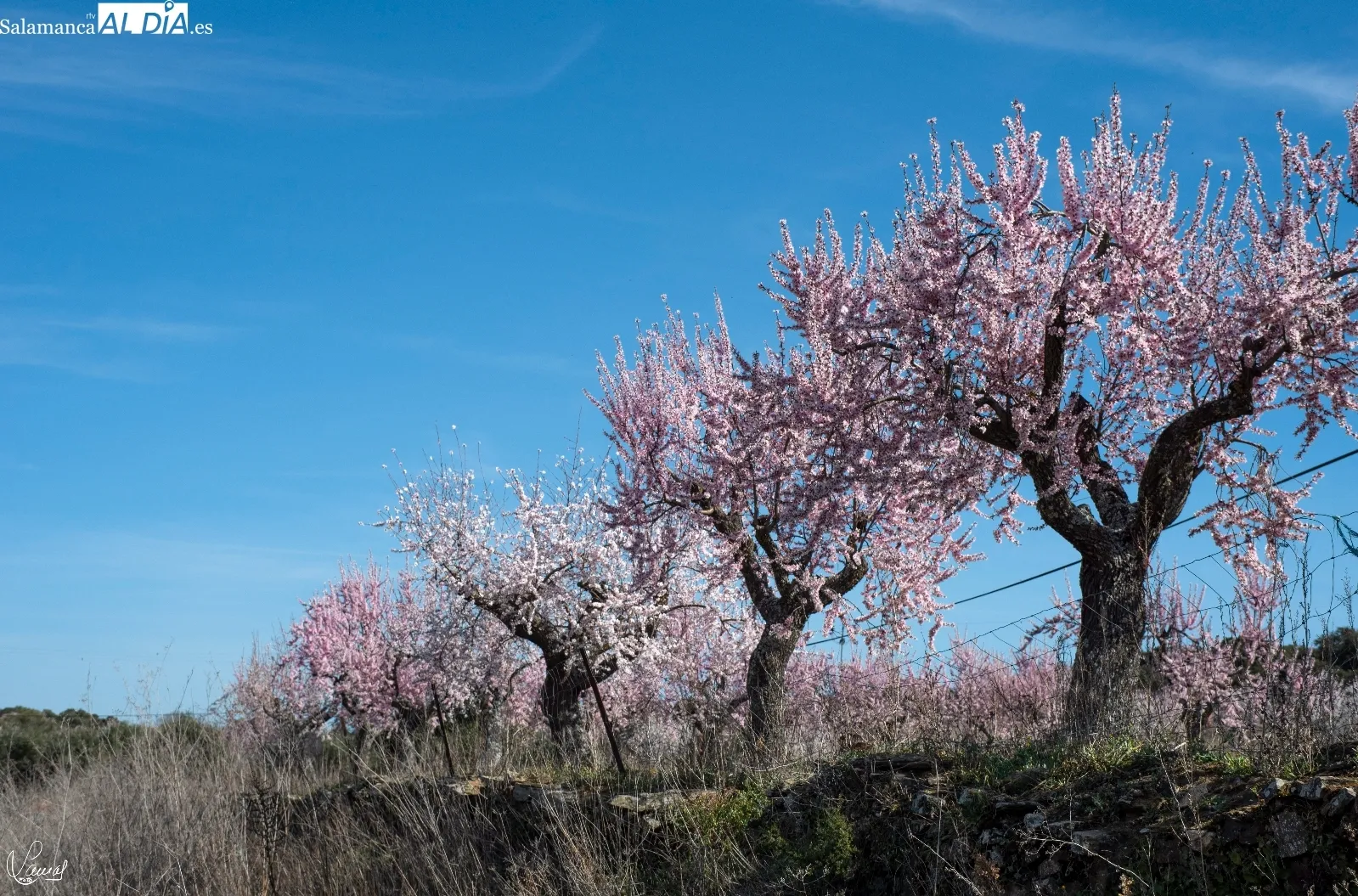 Almendros en flor en La Fregeneda