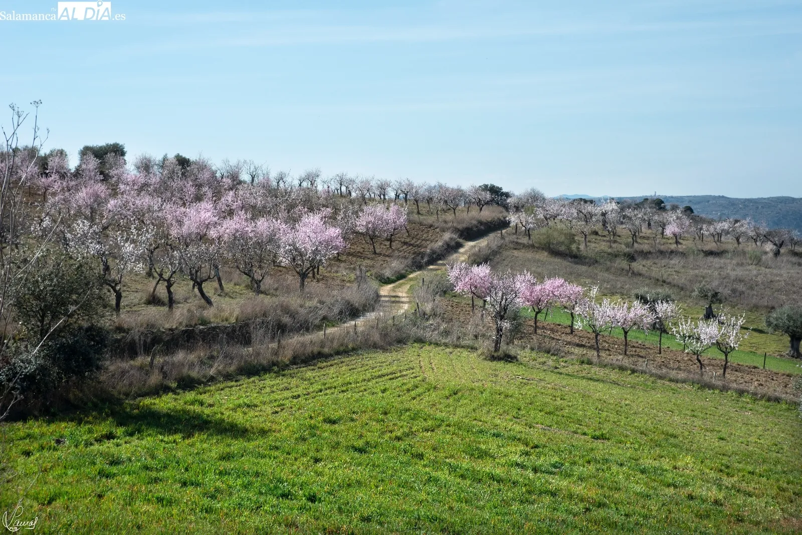 Almendros en flor en La Fregeneda