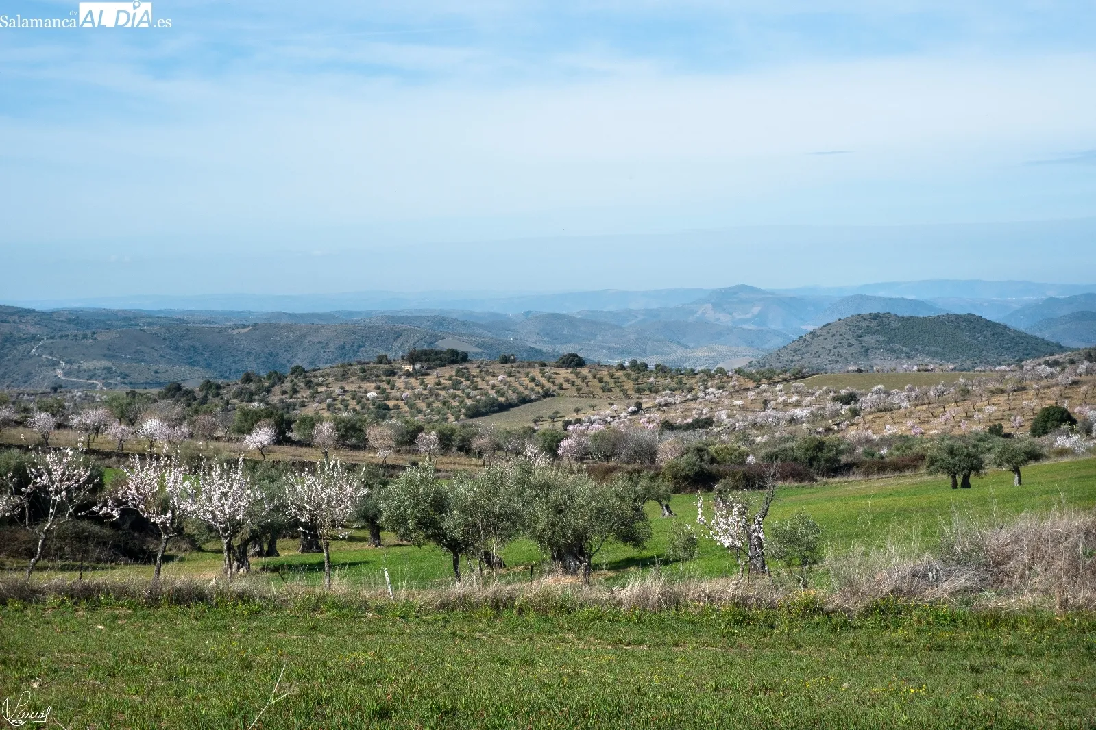 Almendros en flor en La Fregeneda