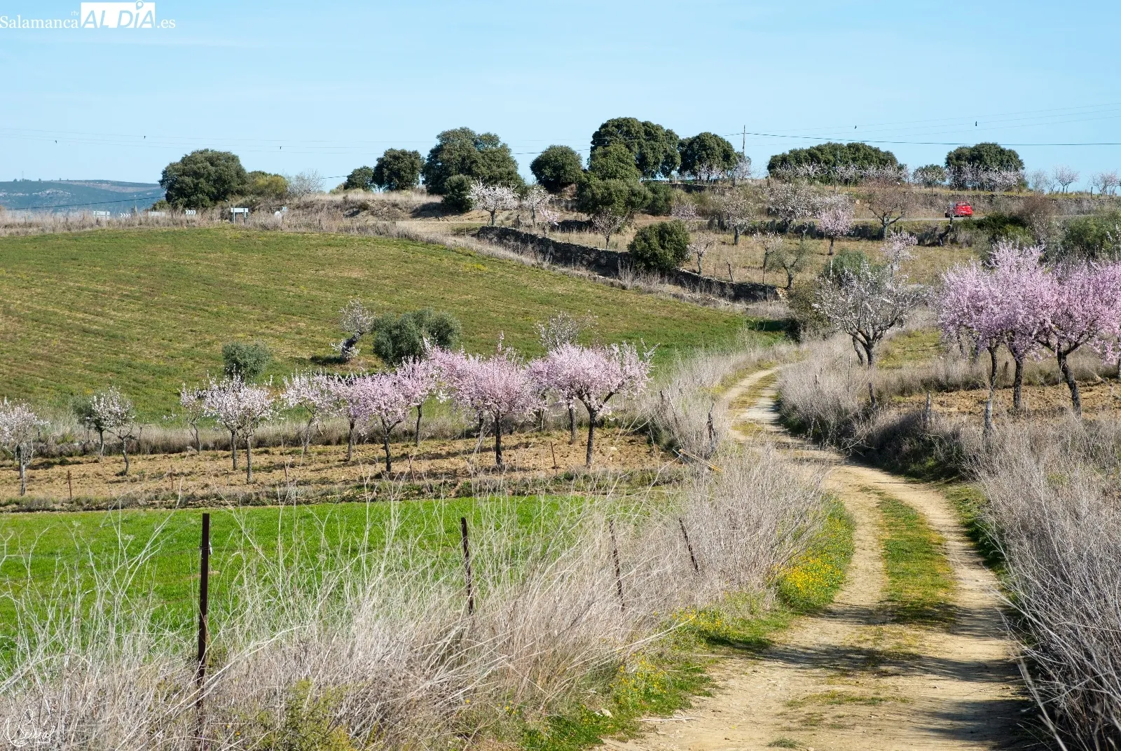 Almendros en flor en La Fregeneda