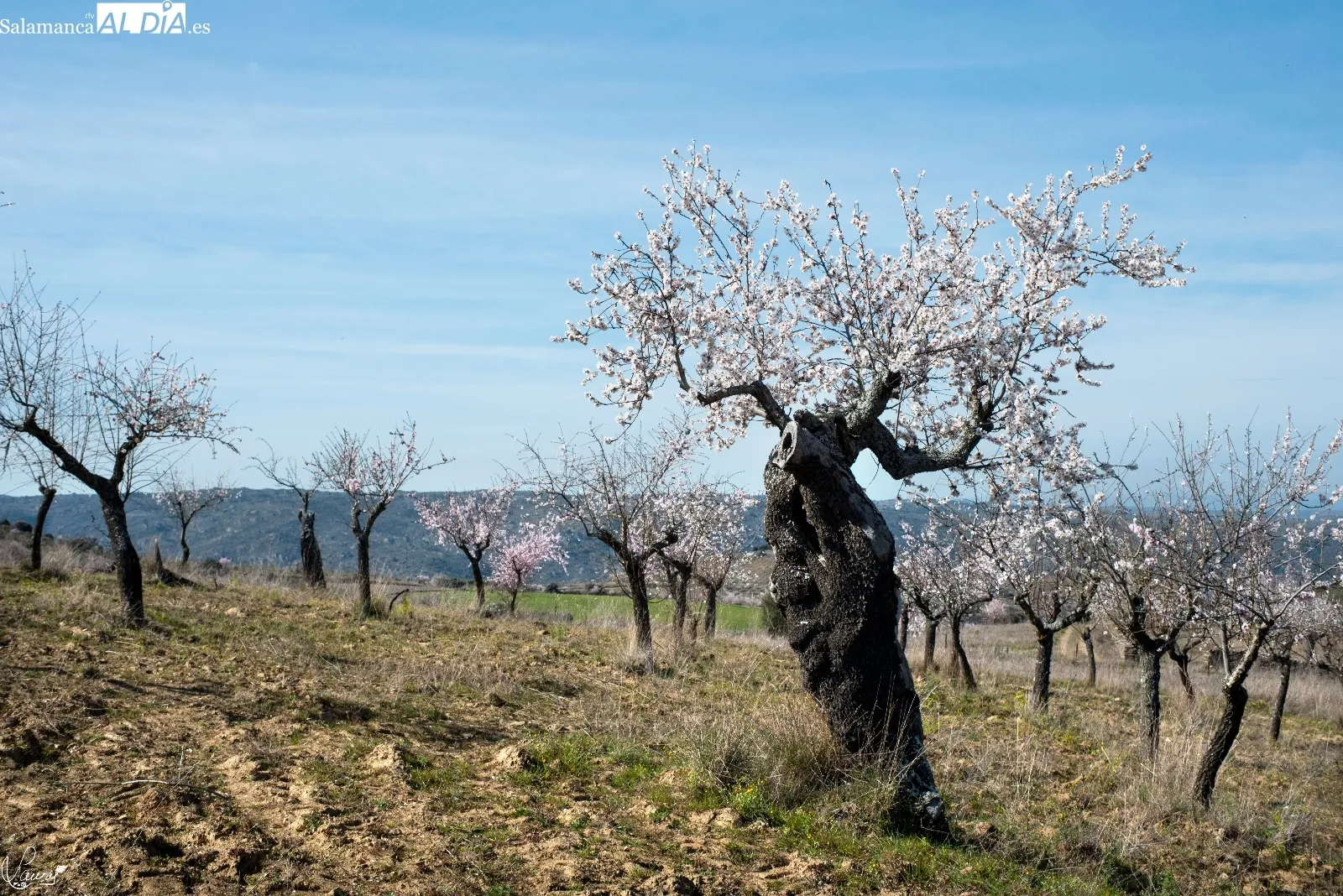 Almendros en flor en La Fregeneda