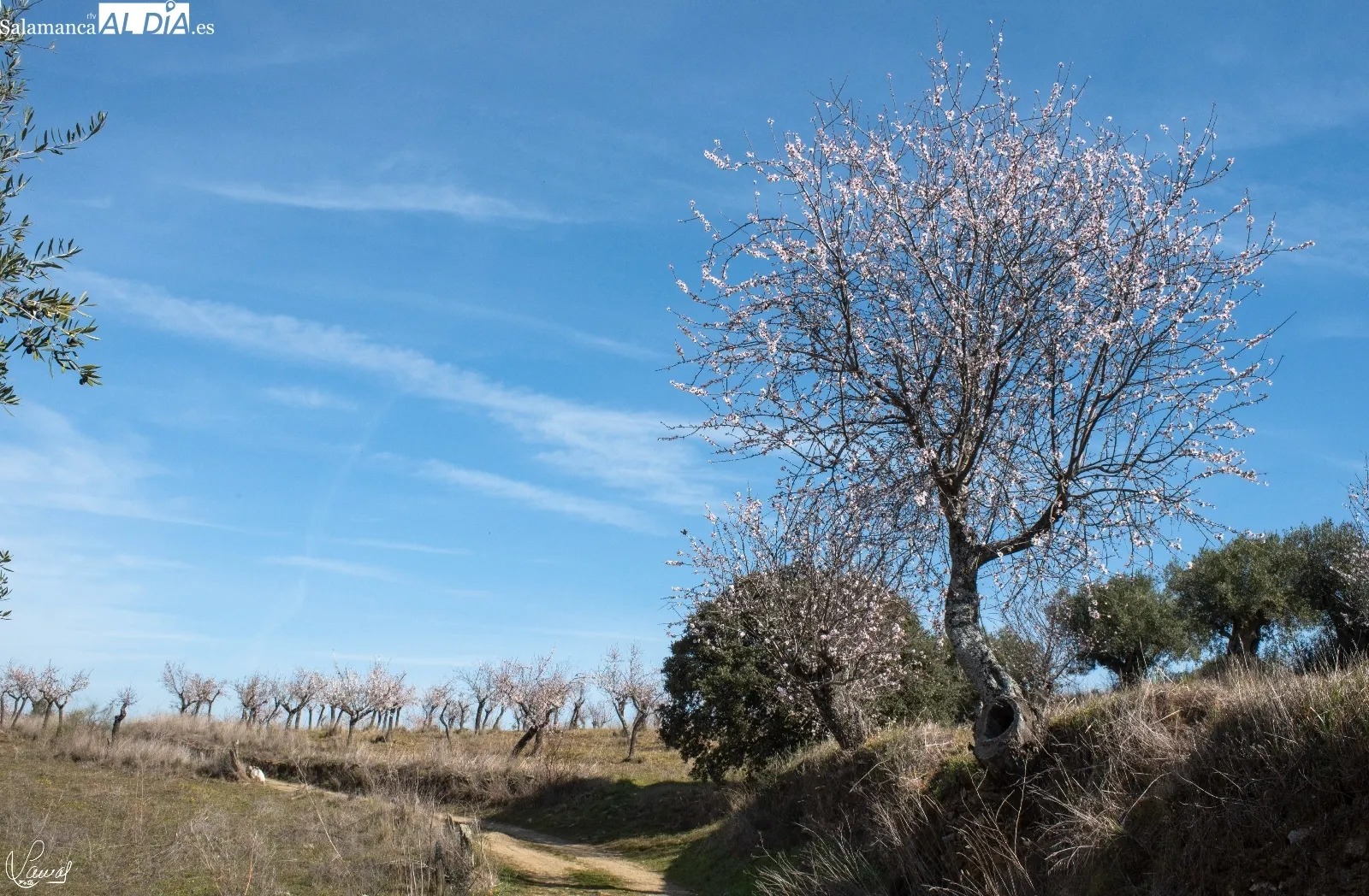 Almendros en flor en La Fregeneda