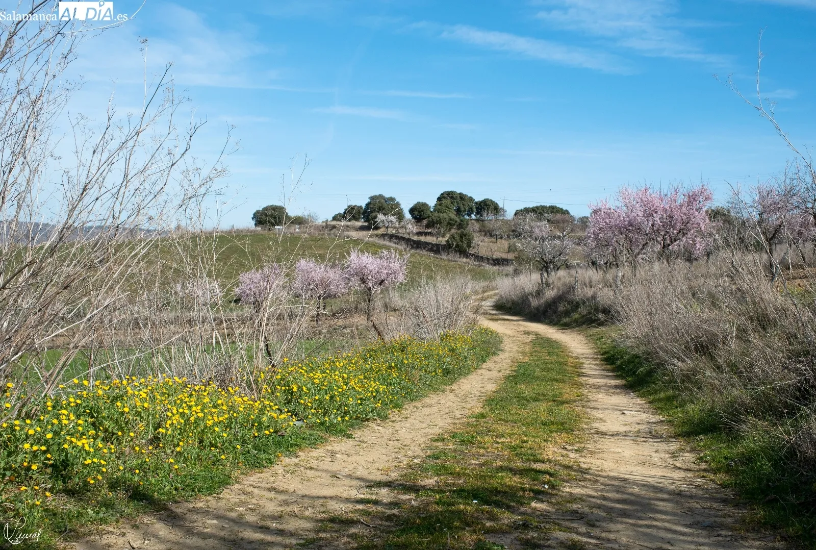 Almendros en flor en La Fregeneda