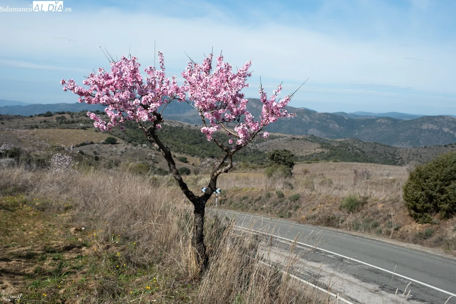 Almendros en flor en La Fregeneda