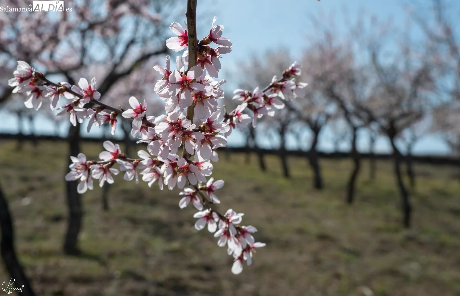 Almendros en flor en La Fregeneda