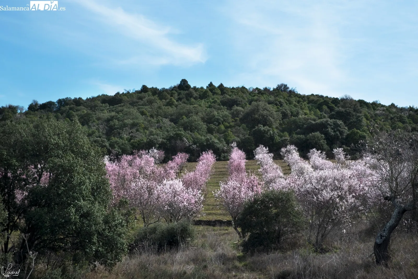 Almendros en flor en La Fregeneda