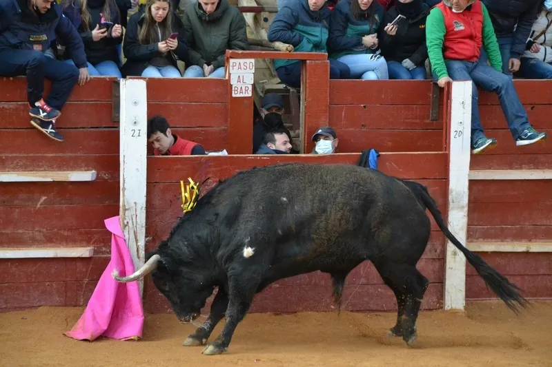 Foto 9 - Notable rendimiento del &lsquo;Toro de Cenizos&rsquo;, con tres sustos nada m&aacute;s salir, ante mucho p&uacute;blico