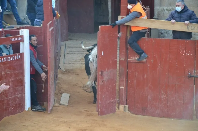 Foto 4 - Notable rendimiento del &lsquo;Toro de Cenizos&rsquo;, con tres sustos nada m&aacute;s salir, ante mucho p&uacute;blico